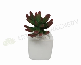 SP0183 Sedum Succulent 15cm Red Tip mini ornamental plant  