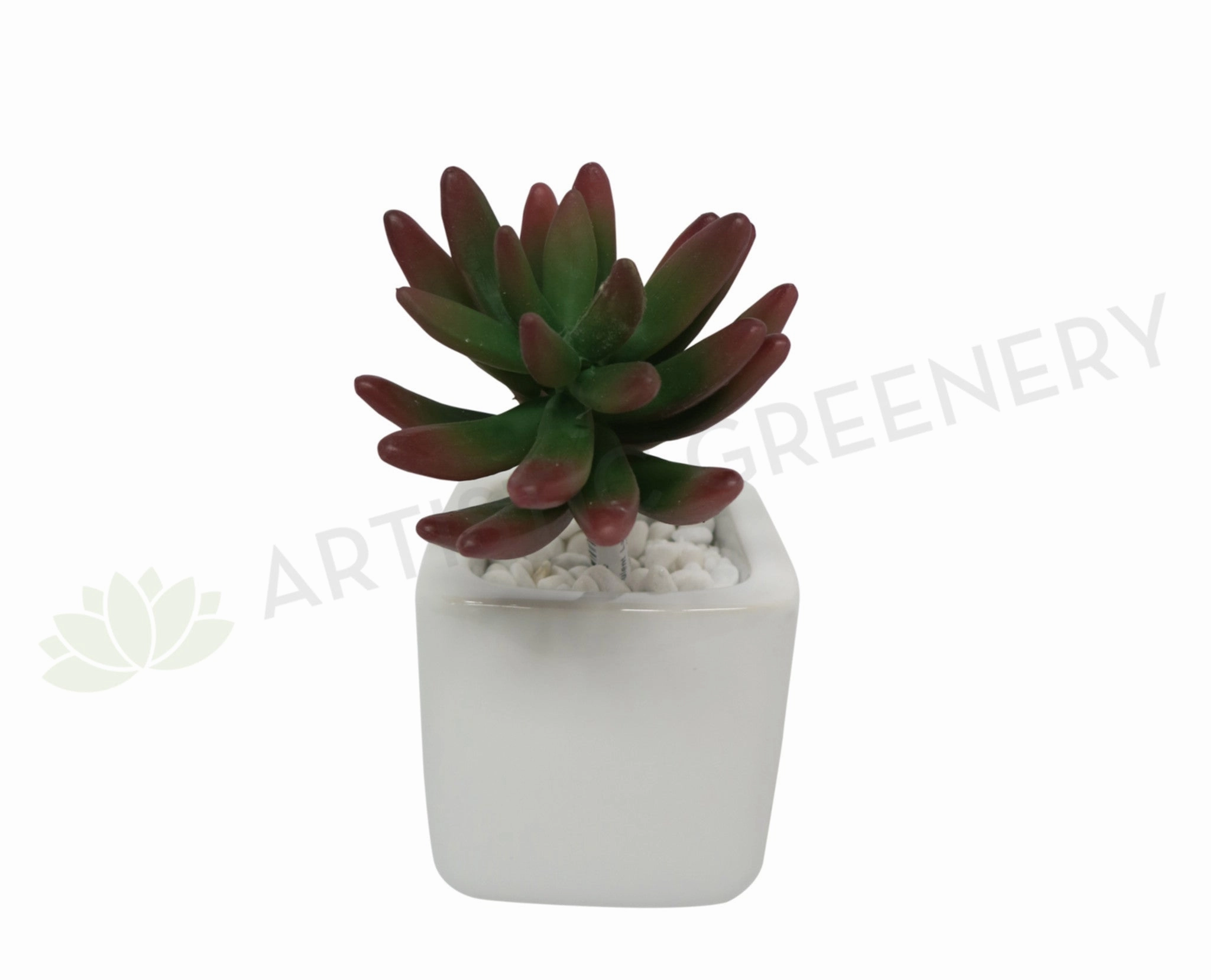 SP0183 Sedum Succulent 15cm Red Tip mini ornamental plant  