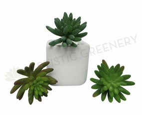 SP0184 Sedum Succulent 15cm 3 Styles mini ornamental plant  