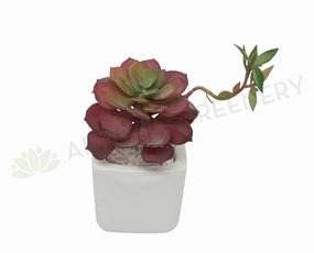 SP0186 Echeveria Red 16cm mini ornamental plant  
