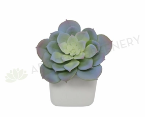 SP0187 Echeveria Grey 13cm mini ornamental plant  