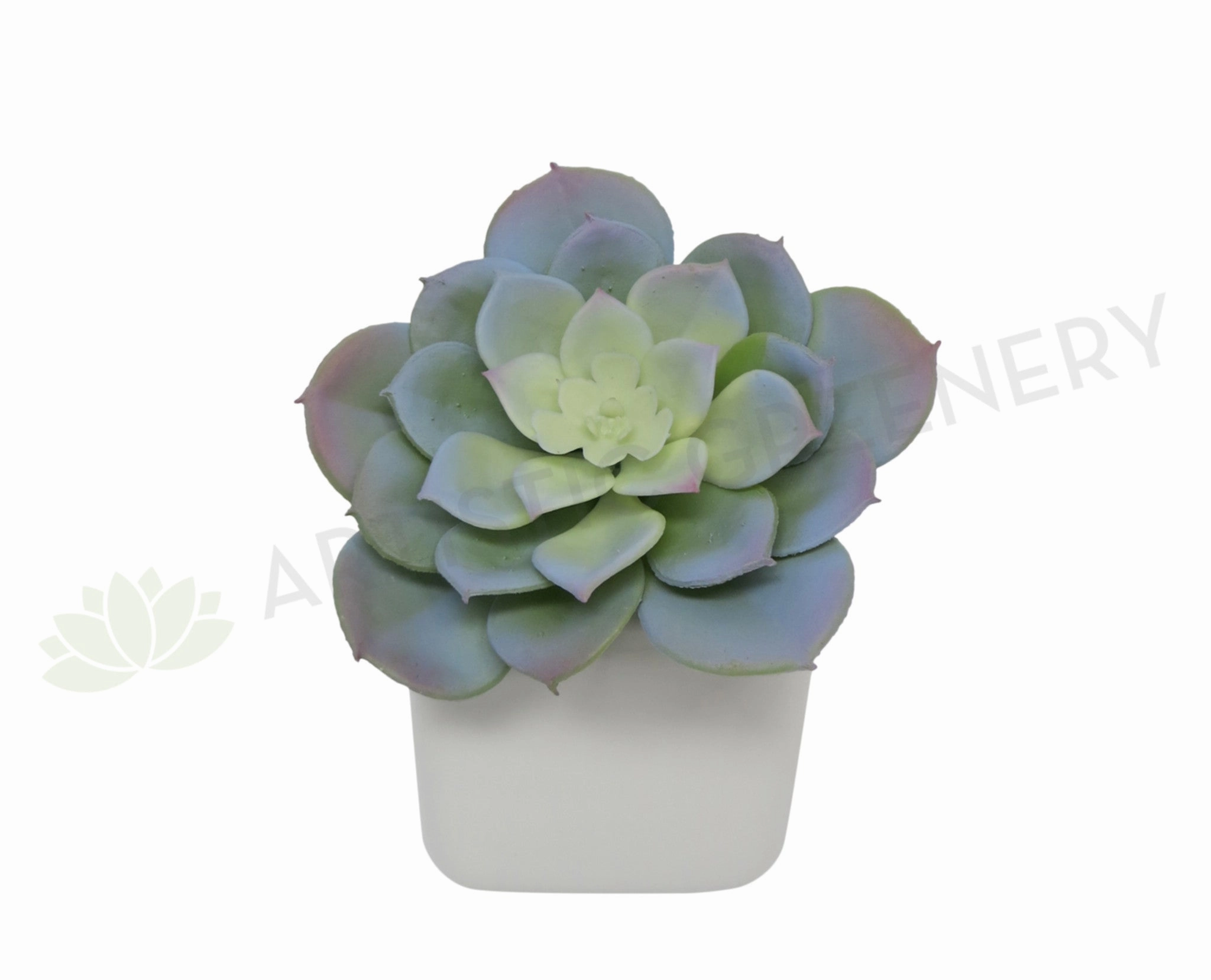 SP0187 Echeveria Grey 13cm mini ornamental plant  