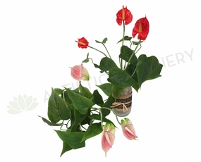 SP0188 Anthurium Bunch Real Touch 34cm Red / Pink outdoor greenery  