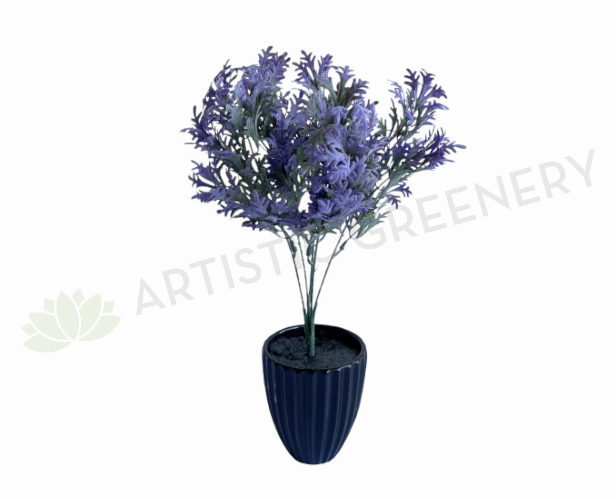 SP0200 Dusty Miller Plant 30cm Purple xl flower pot  