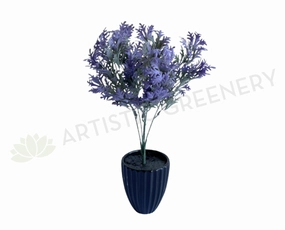 SP0200 Dusty Miller Plant 30cm Purple xl flower pot  