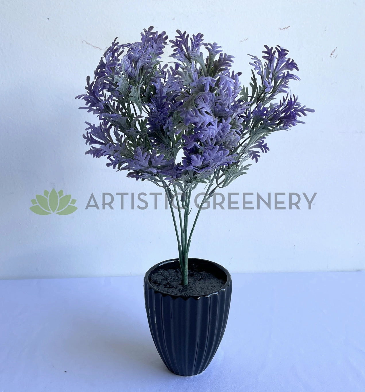 SP0200 Dusty Miller Plant 30cm Purple