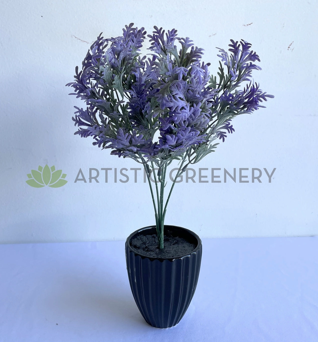 SP0200 Dusty Miller Plant 30cm Purple