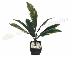 SP0204 Cast Iron Plant / Aspidistra 70cm xl flower pot  