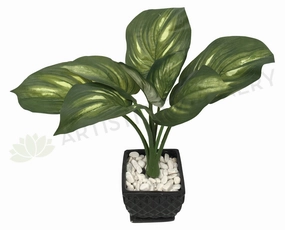 SP0206 Golden Pothos / Hosta Plant 57cm xl flower pot  