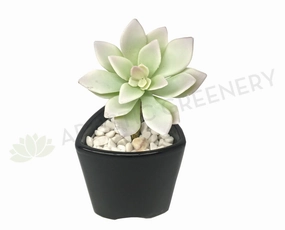 SP0212 Echeveria 12cm Light Green mini ornamental plant  