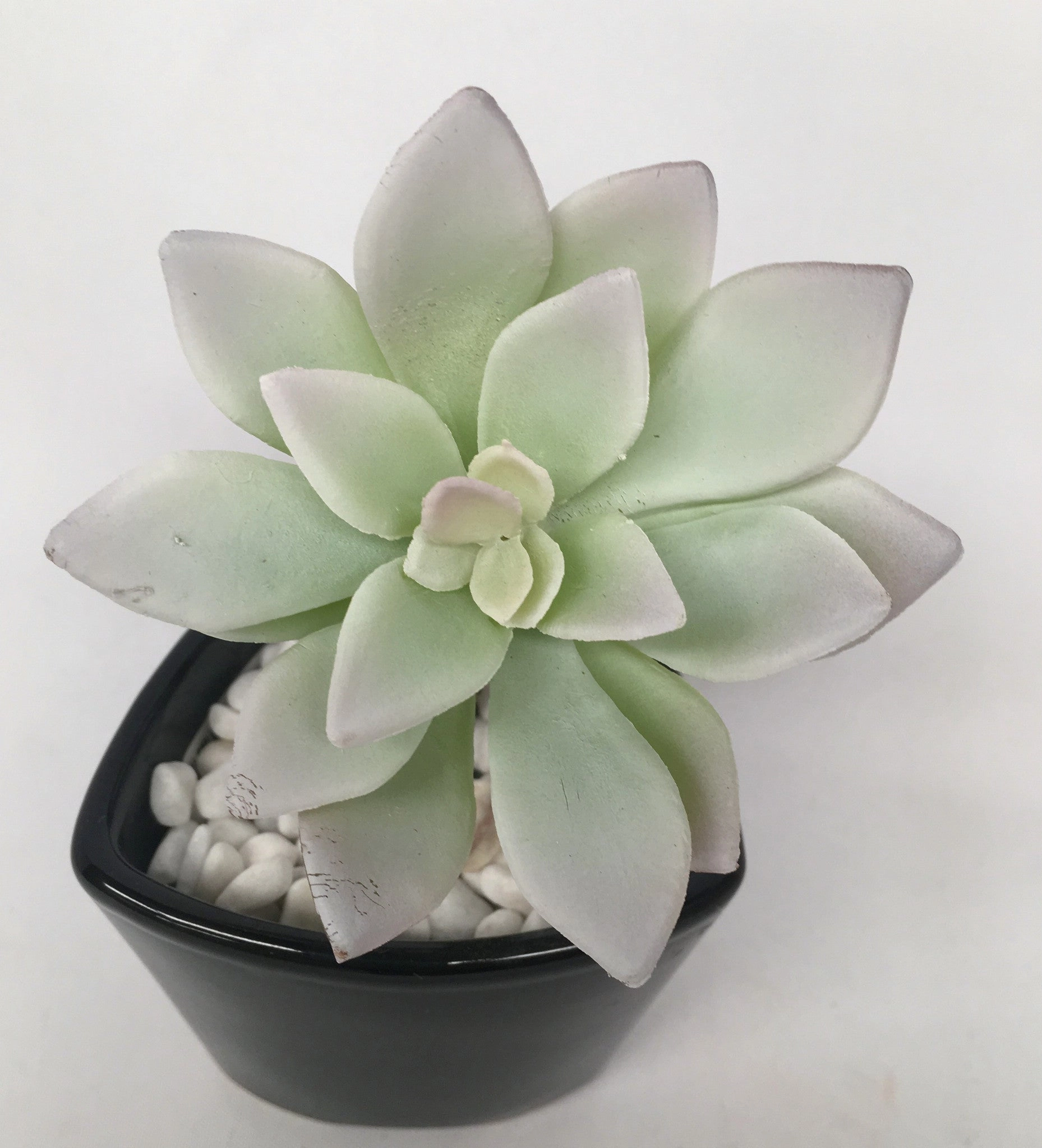 SP0212 Echeveria 12cm Light Green