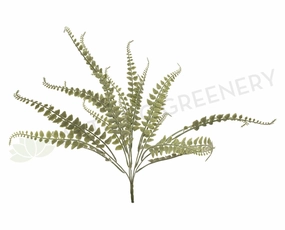 SP0216 Fern Bunch 45cm summer vegetable seed  