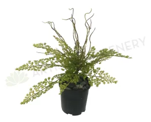 SP0217 Maidenhair Fern / Adiantum Real Touch Leaves 31cm dried green plant  