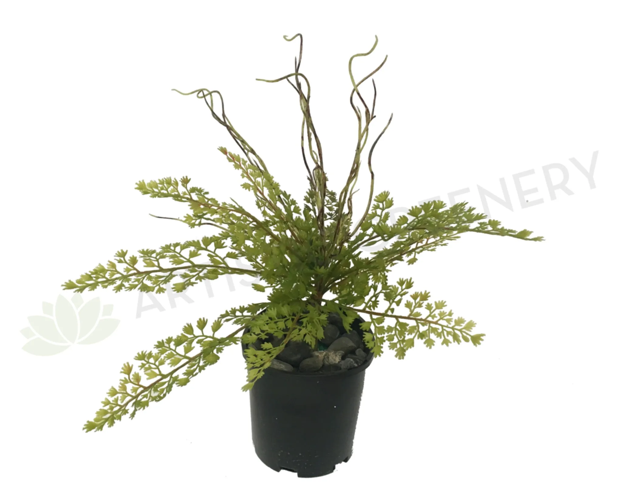 SP0217 Maidenhair Fern / Adiantum Real Touch Leaves 31cm dried green plant  