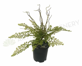 SP0217 Maidenhair Fern / Adiantum Real Touch Leaves 31cm indoor plant stand  