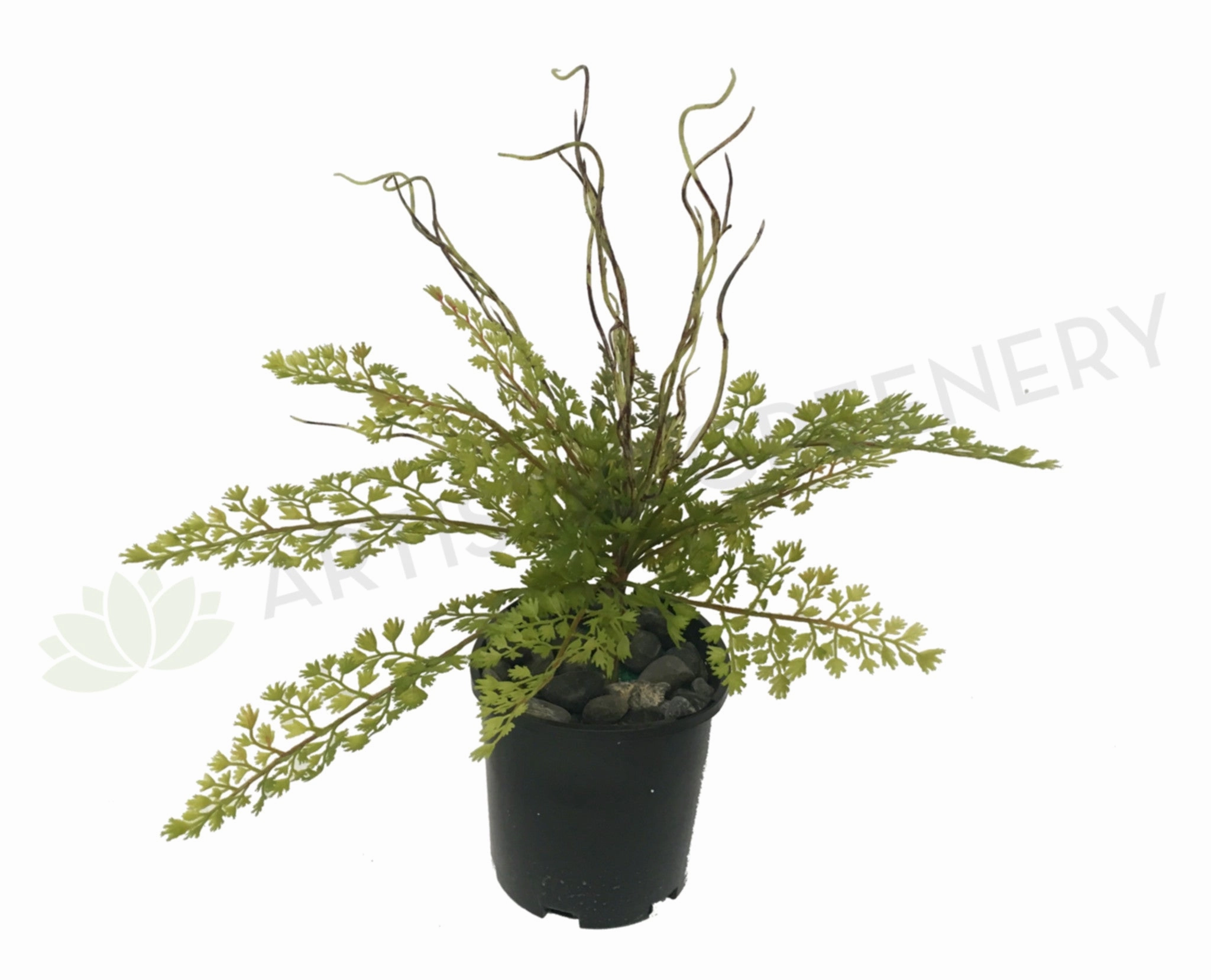 SP0217 Maidenhair Fern / Adiantum Real Touch Leaves 31cm indoor plant stand  