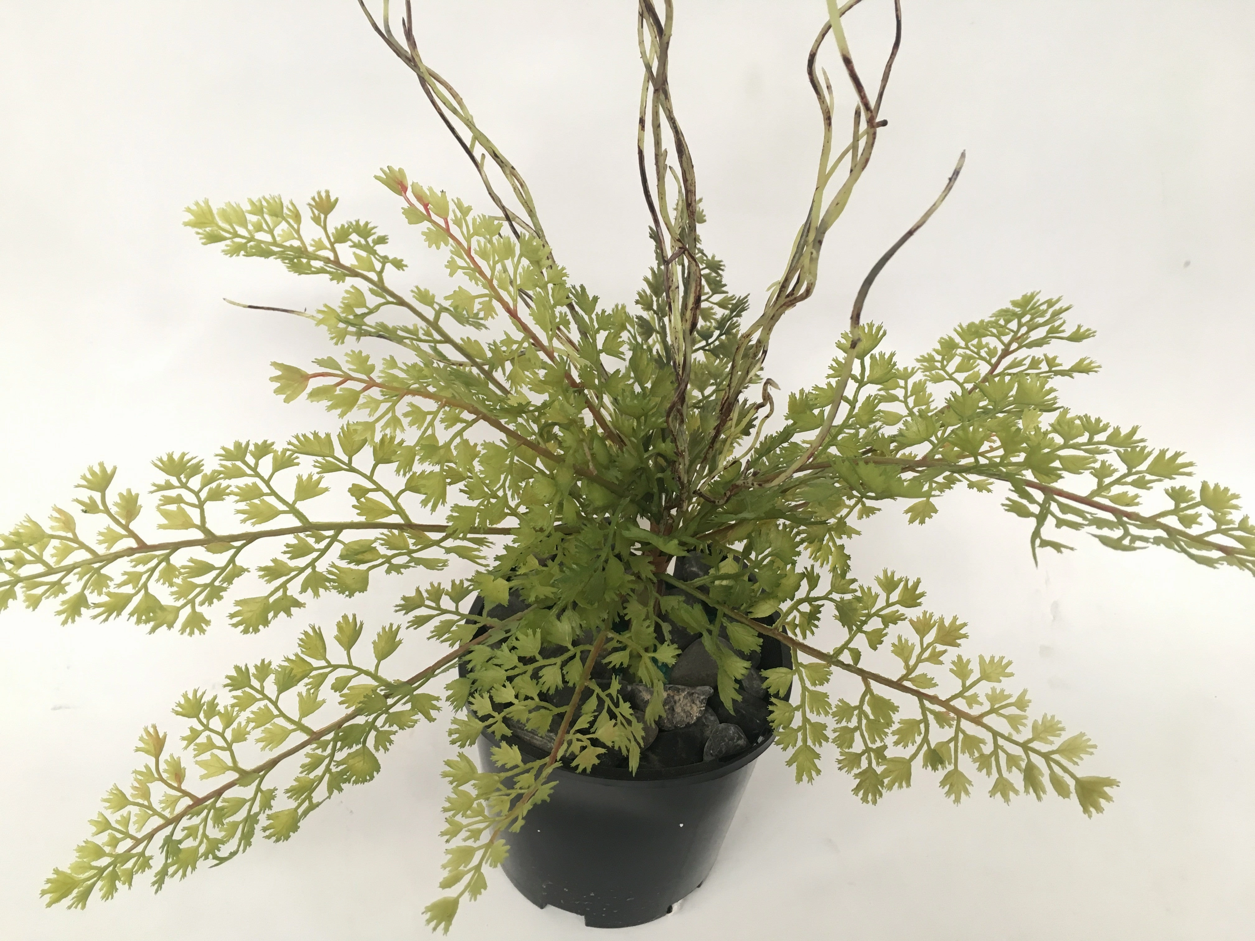 SP0217 Maidenhair Fern / Adiantum Real Touch Leaves 31cm