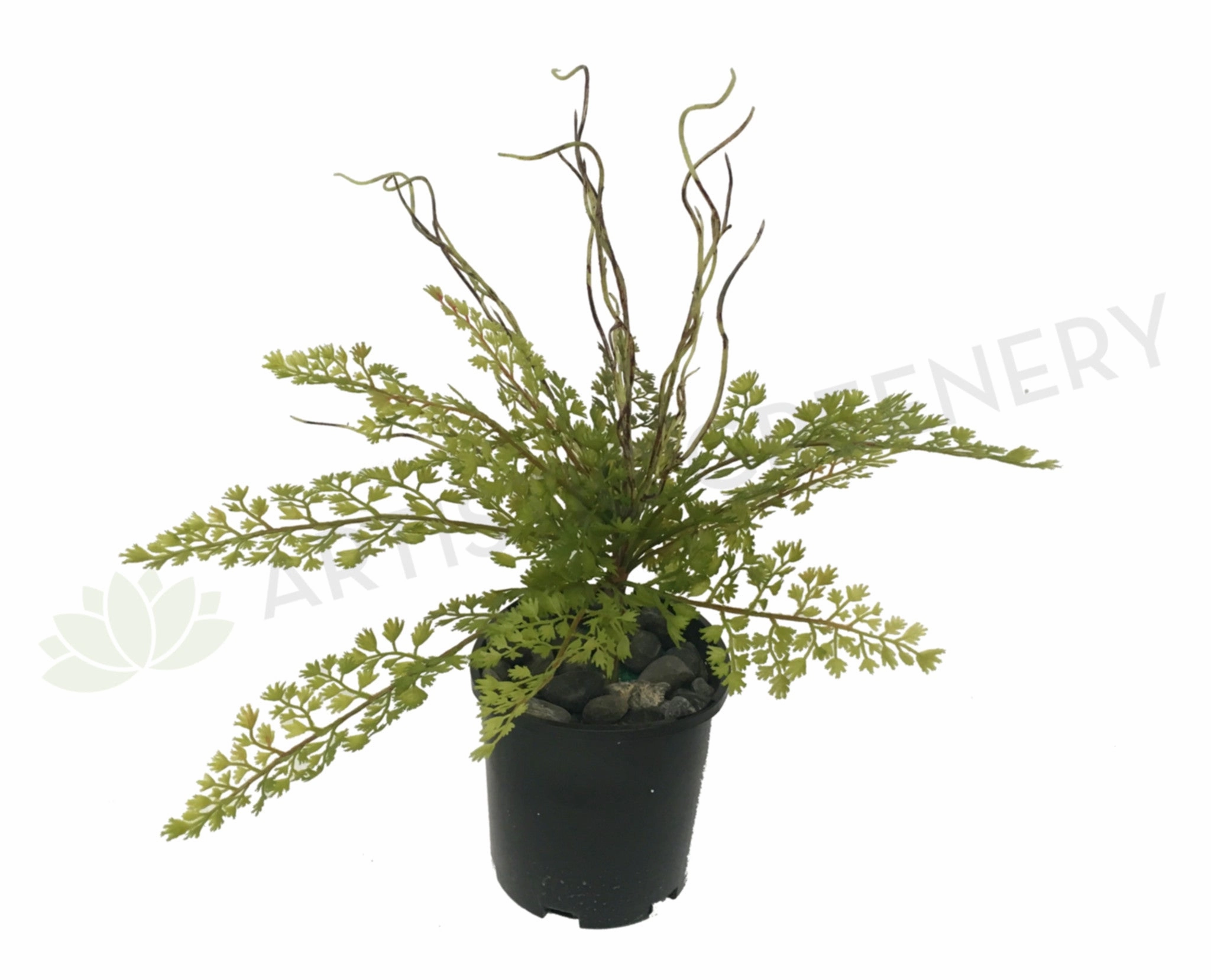 SP0217 Maidenhair Fern / Adiantum Real Touch Leaves 31cm xl flower pot  