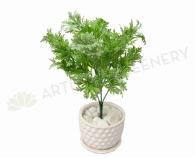 SP0220 Dusty Miller Plant 32cm xl flower pot  