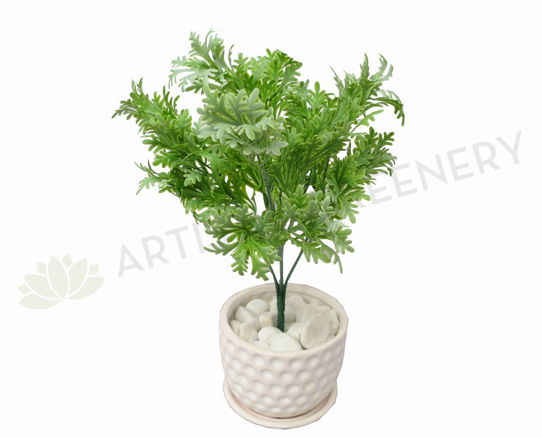 SP0220 Dusty Miller Plant 32cm xl flower pot  
