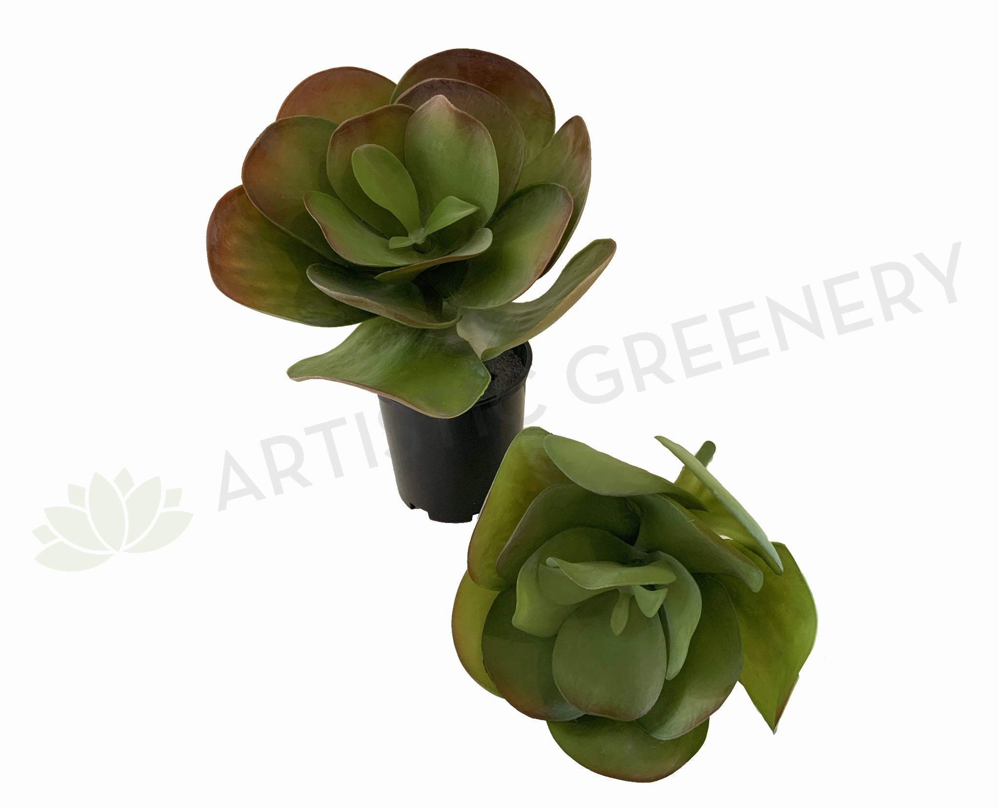 SP0222 Giant Flapjacks Succulent 31cm 2 Styles indoor plant stand  