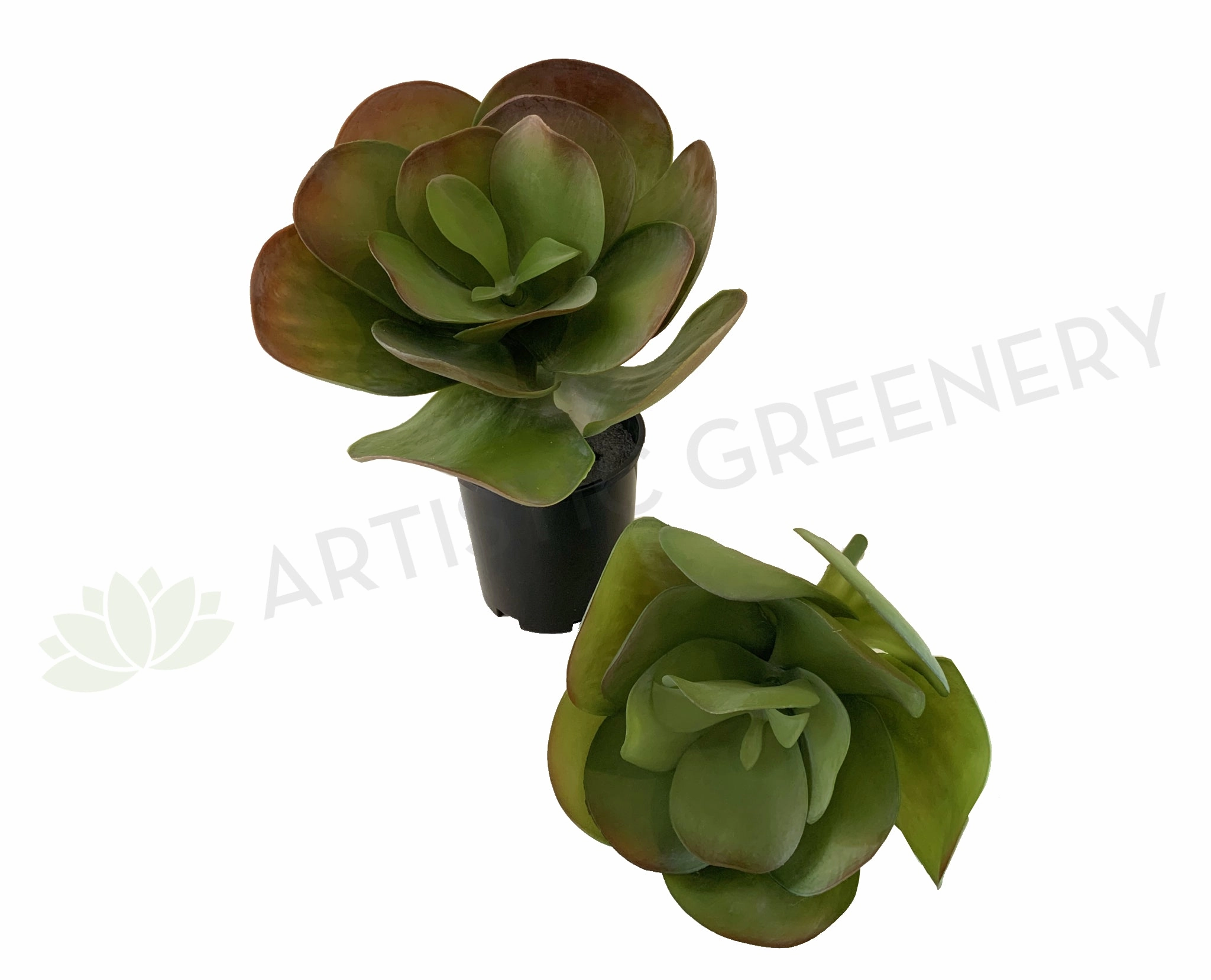 SP0222 Giant Flapjacks Succulent 31cm 2 Styles mini ornamental plant  