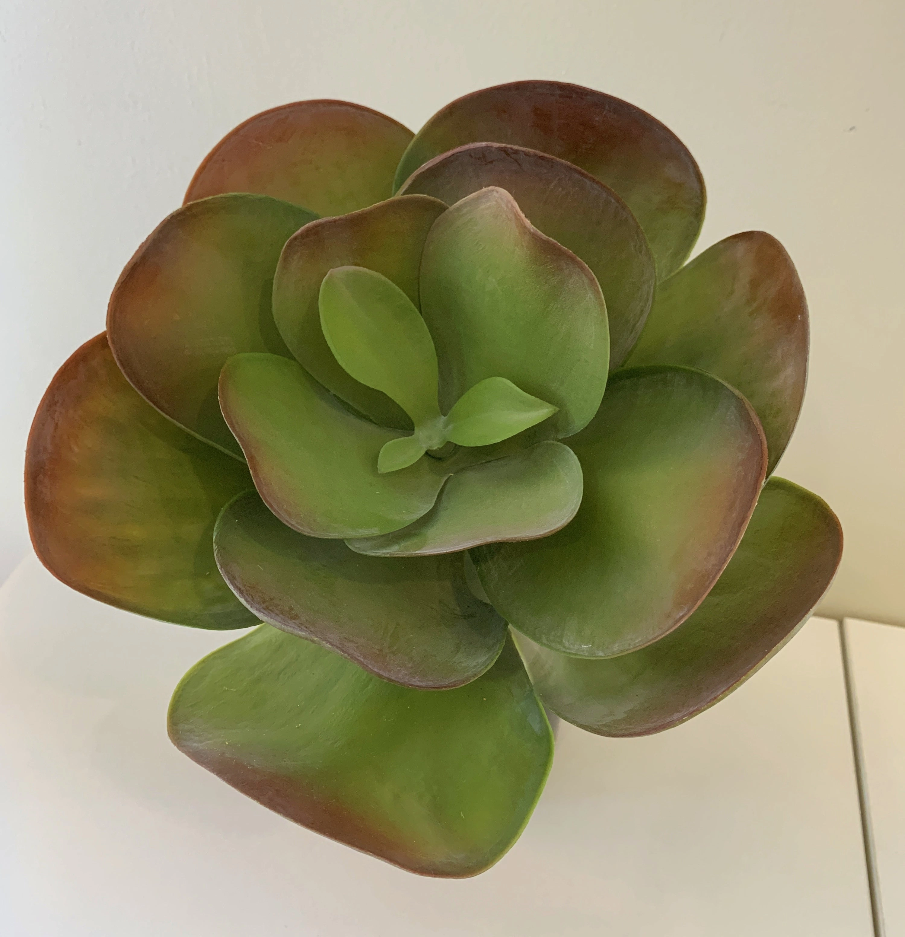 SP0222 Giant Flapjacks Succulent 31cm 2 Styles