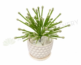 SP0223 Small Green Coral Plant 20cm mini ornamental plant  