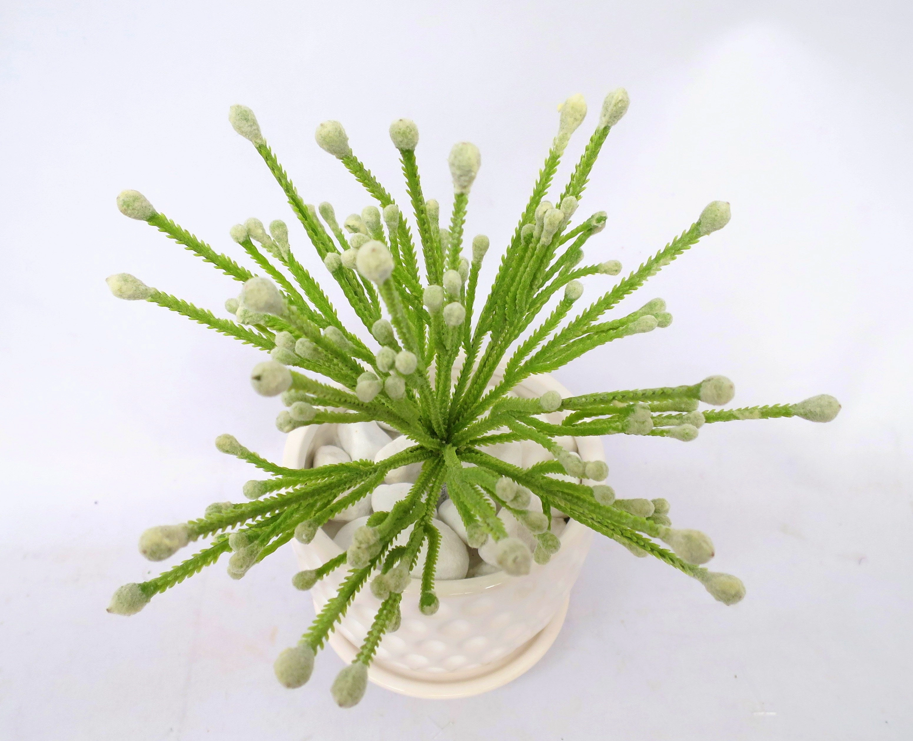 SP0223 Small Green Coral Plant 20cm
