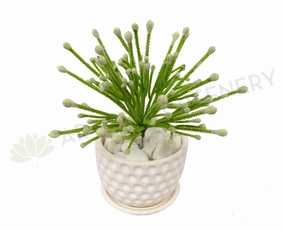 SP0223 Small Green Coral Plant 20cm indoor plant stand  
