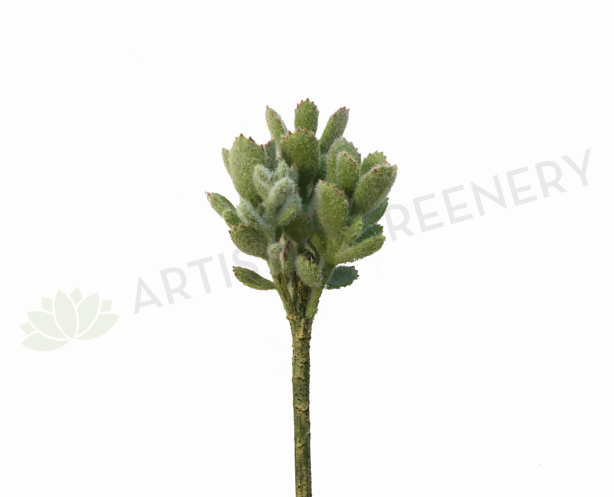 SP0228 Pachyphyllum (Sedum) 24cm Green mini ornamental plant  