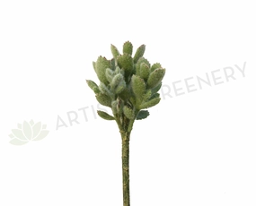 SP0228 Pachyphyllum (Sedum) 24cm Green mini ornamental plant  