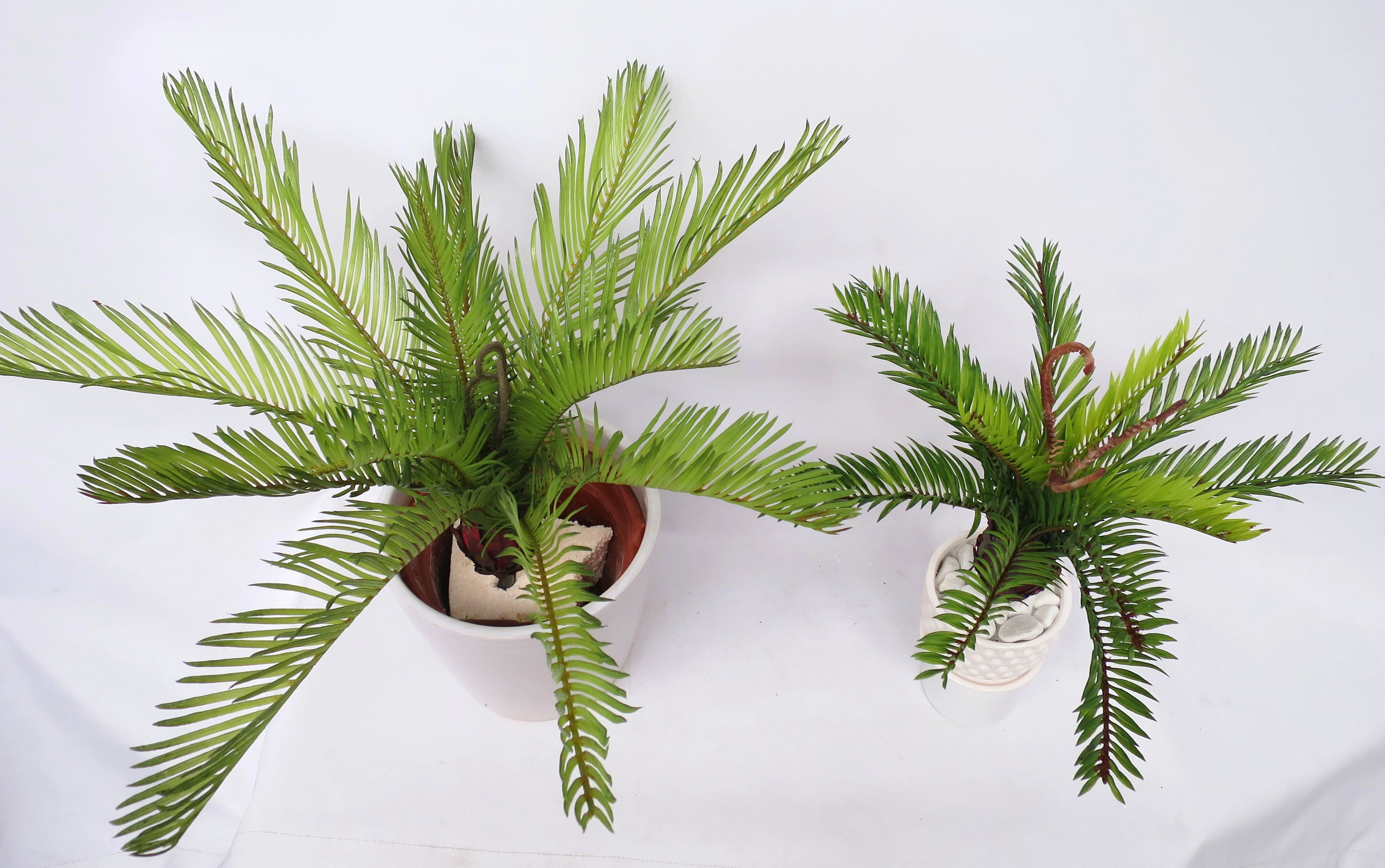 SP0230 Small Cycad Plant Real Touch 2 Sizes