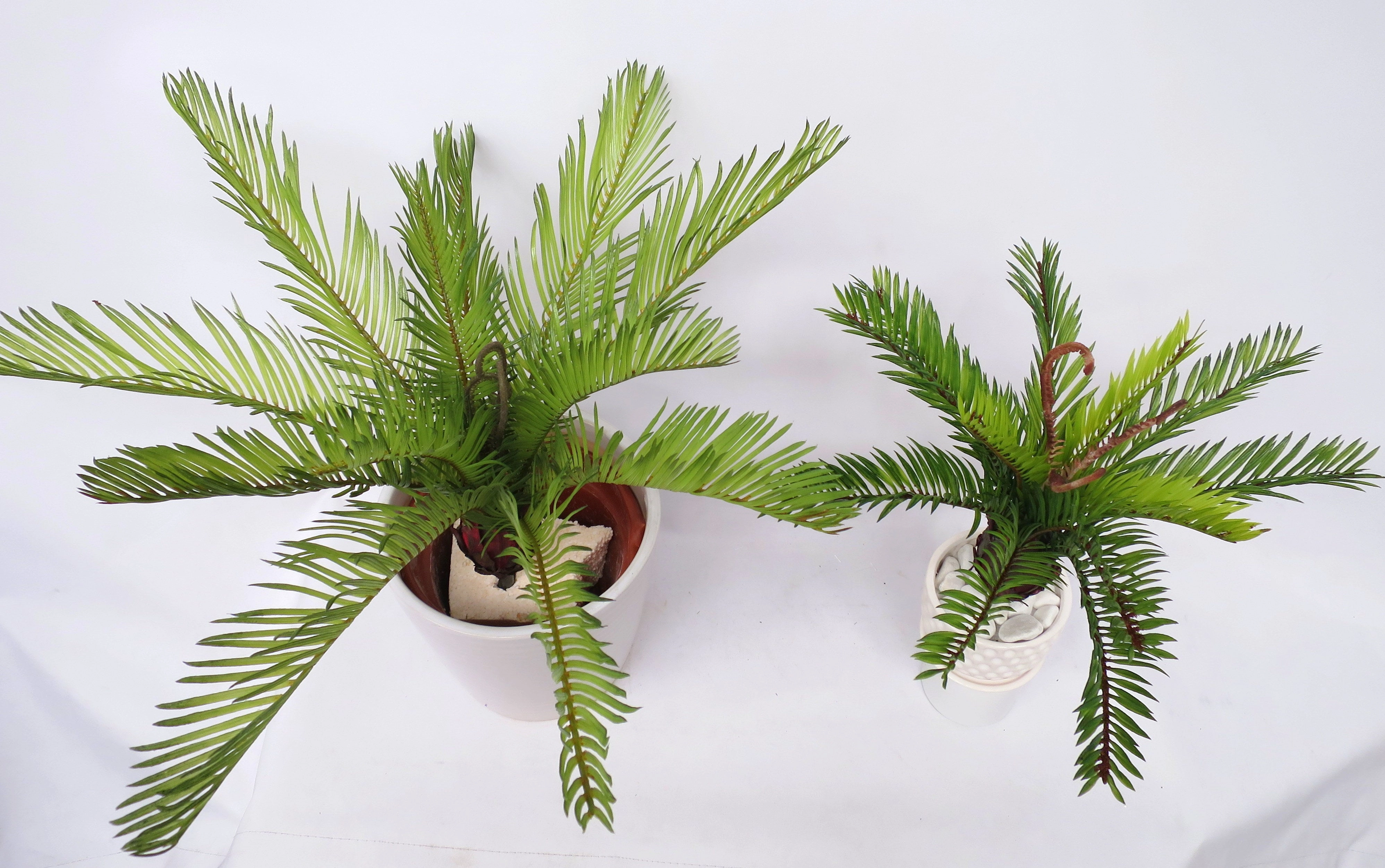 SP0230 Small Cycad Plant Real Touch 2 Sizes