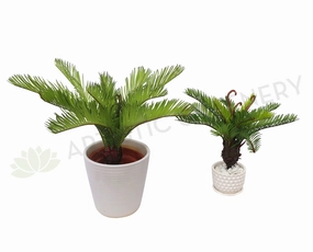 SP0230 Small Cycad Plant Real Touch 2 Sizes indoor plant stand  