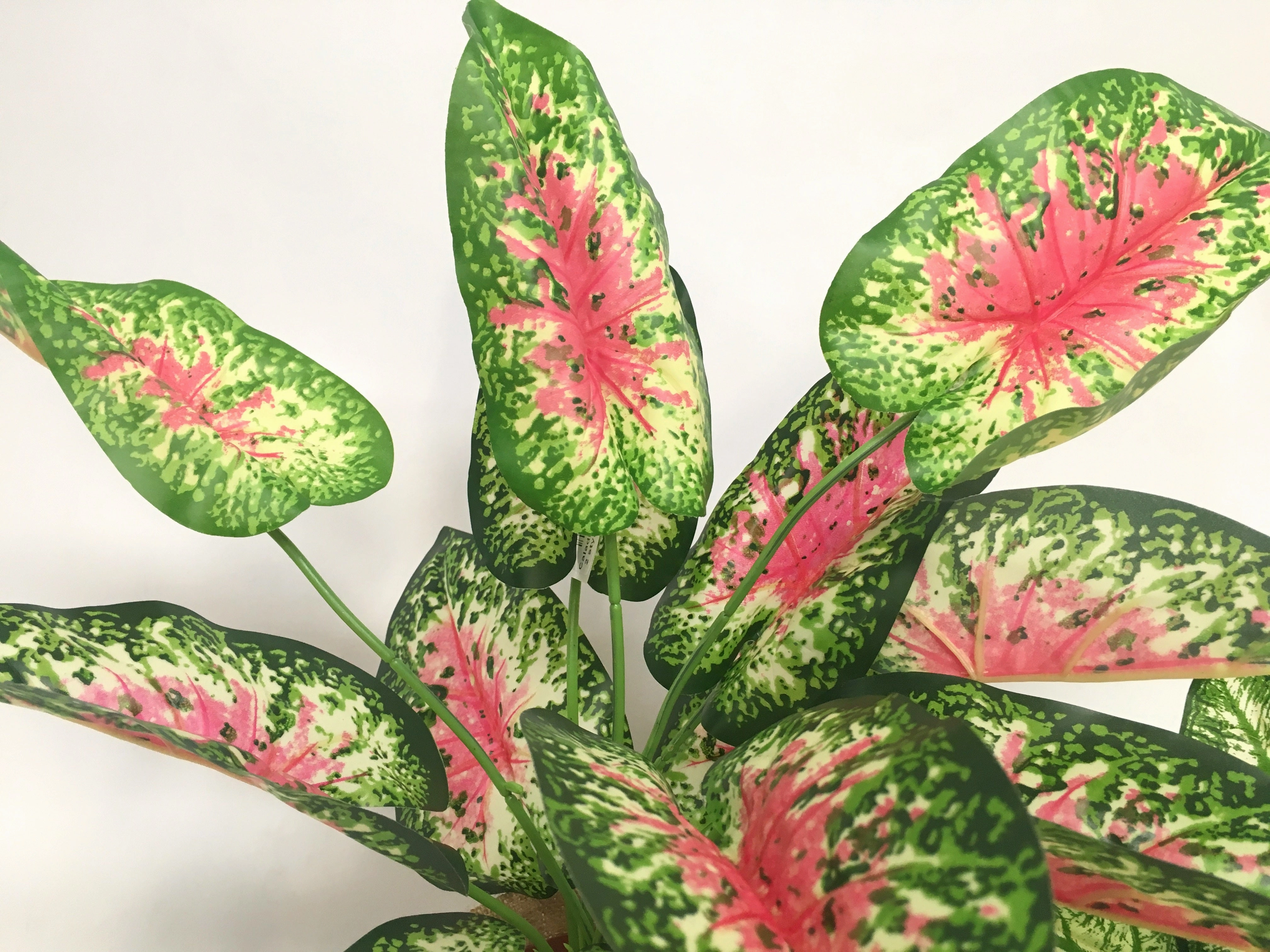 SP0233 Caladium / Syngonium Plant 38cm 2 styles