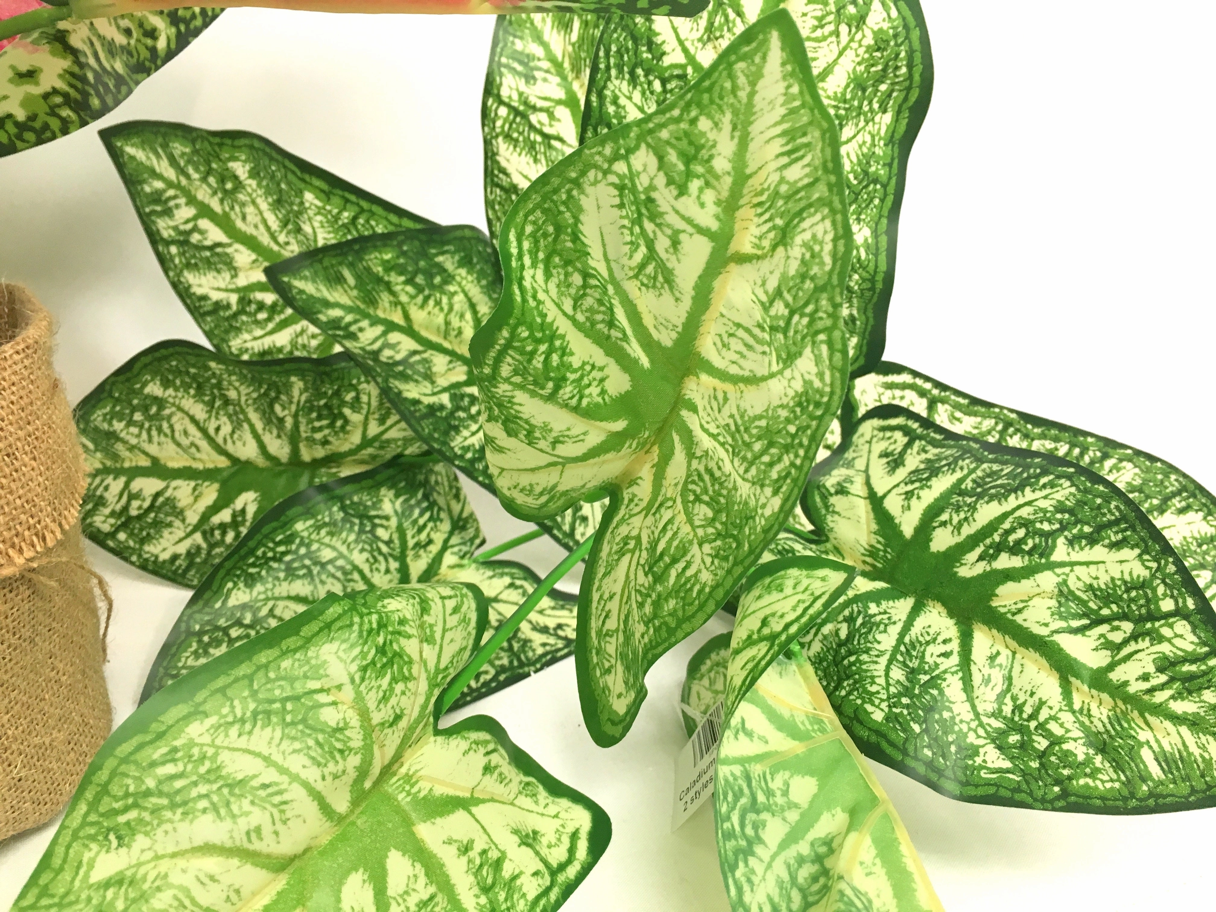 SP0233 Caladium / Syngonium Plant 38cm 2 styles