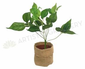 SP0234 Jade Pothos Plant 35cm Green xl flower pot  