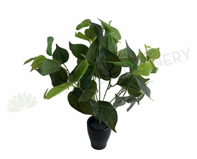 SP0234L Jade Pothos Plant 37cm Green (Larger Foliage) indoor plant stand  