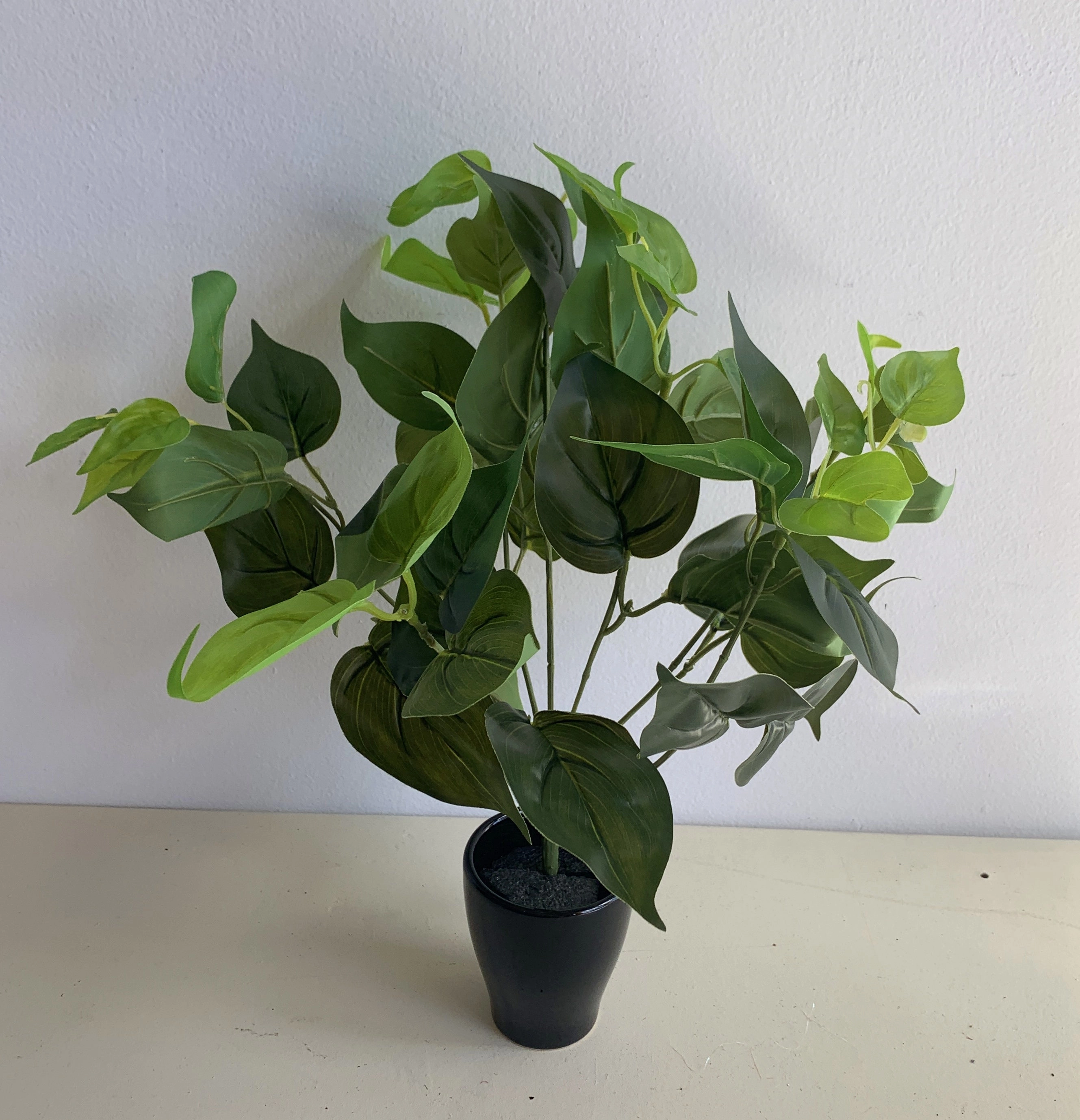 SP0234L Jade Pothos Plant 37cm Green (Larger Foliage)