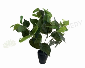 SP0234L Jade Pothos Plant 37cm Green (Larger Foliage) xl flower pot  