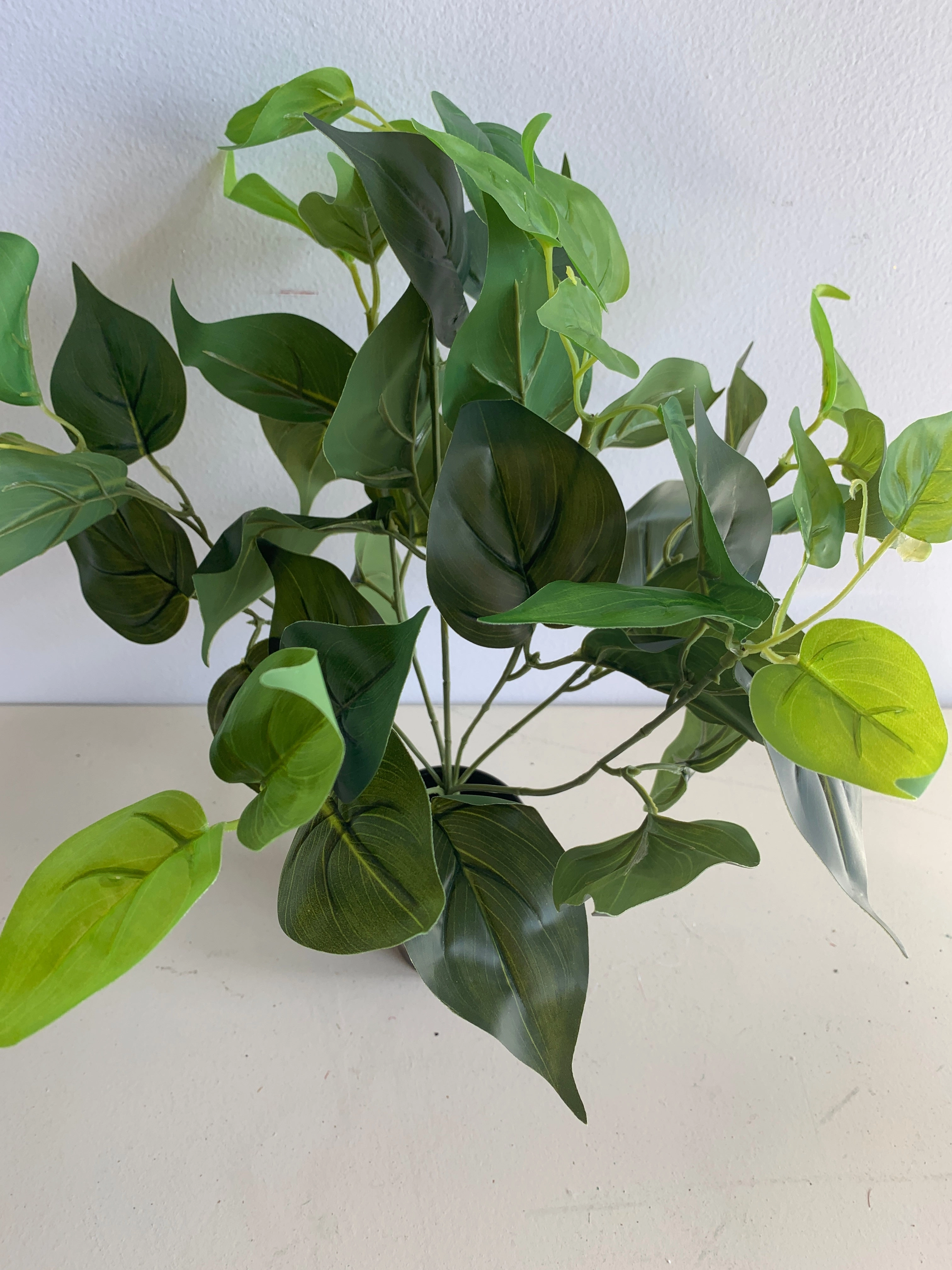SP0234L Jade Pothos Plant 37cm Green (Larger Foliage)