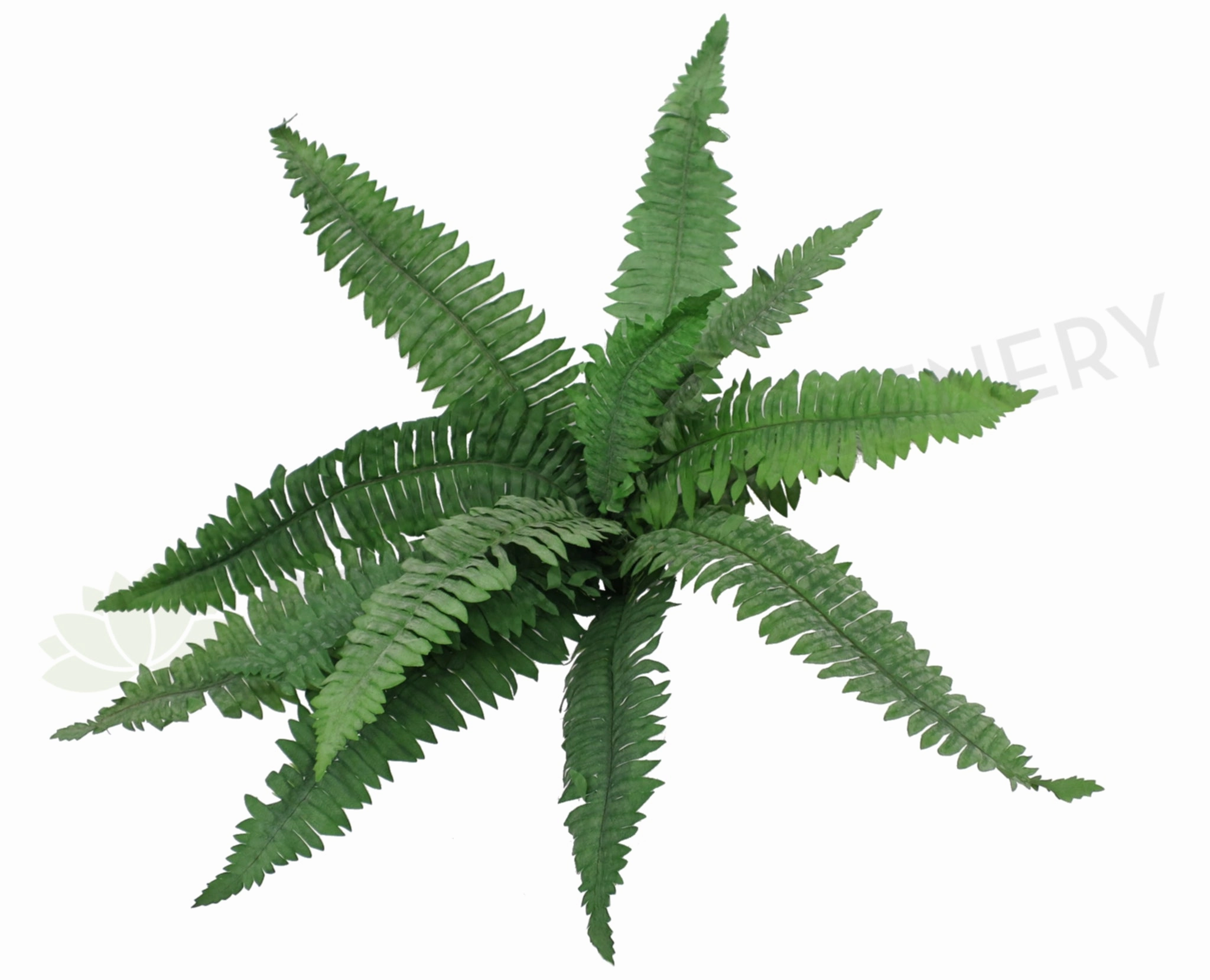 SP0240 Boston Fern 50cm Green indoor plant stand  