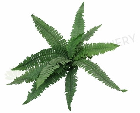 SP0240 Boston Fern 50cm Green summer vegetable seed  