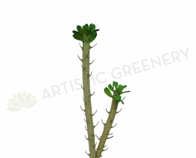 SP0246 Monadenium / Spurges 2 Sizes mini ornamental plant  