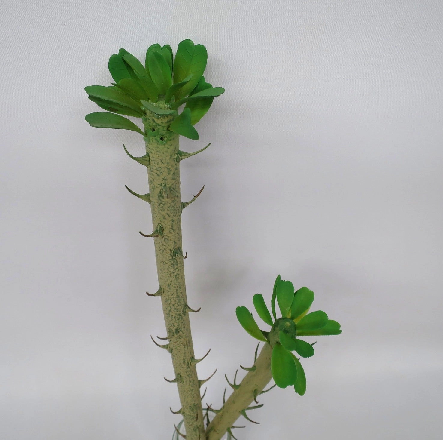 SP0246 Monadenium / Spurges 2 Sizes