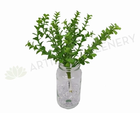 SP0248 Sweetheart Hoya 26cm Green mini ornamental plant  