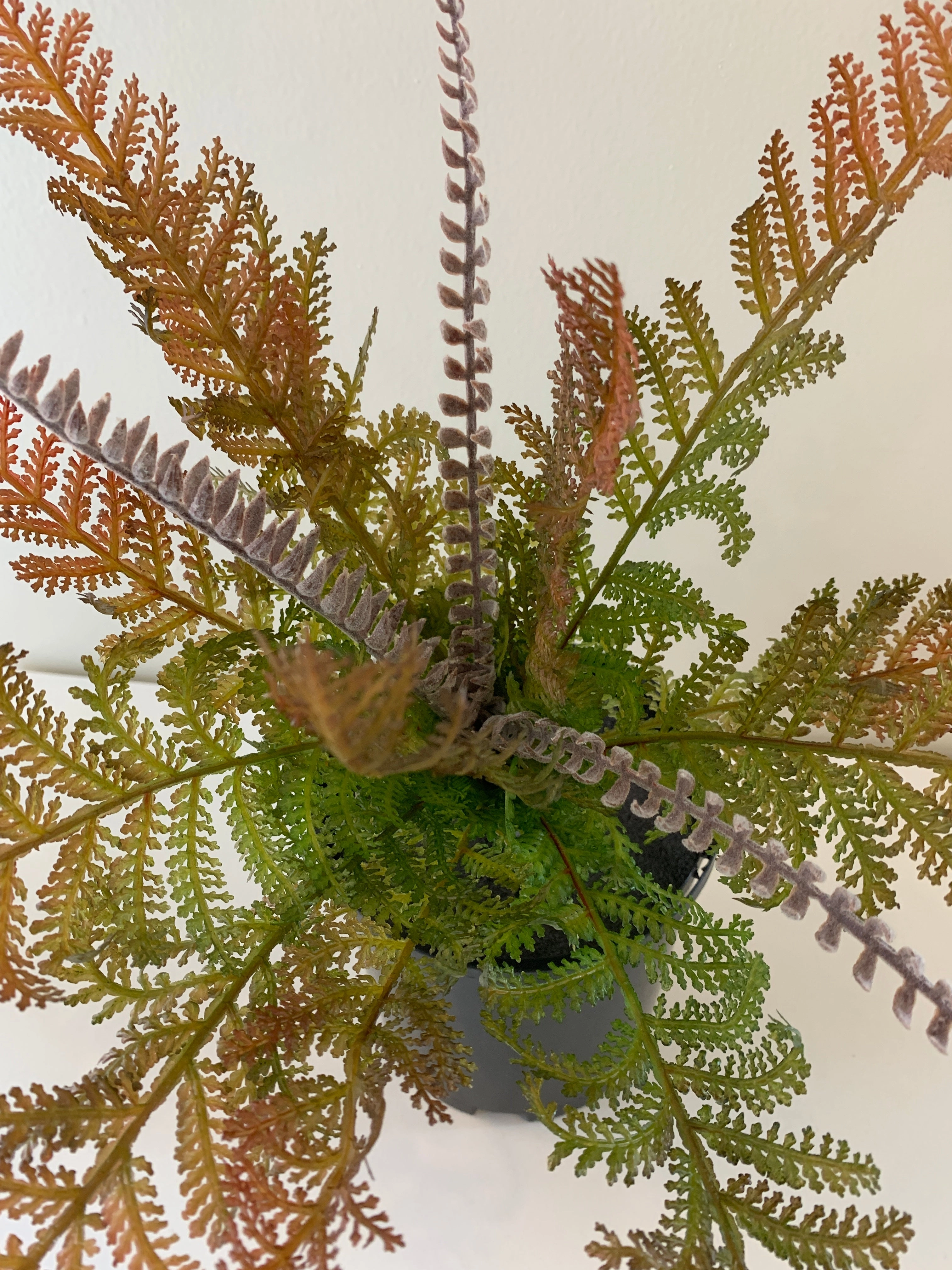 SP0259 Fern with Fronds 34cm 2 Styles