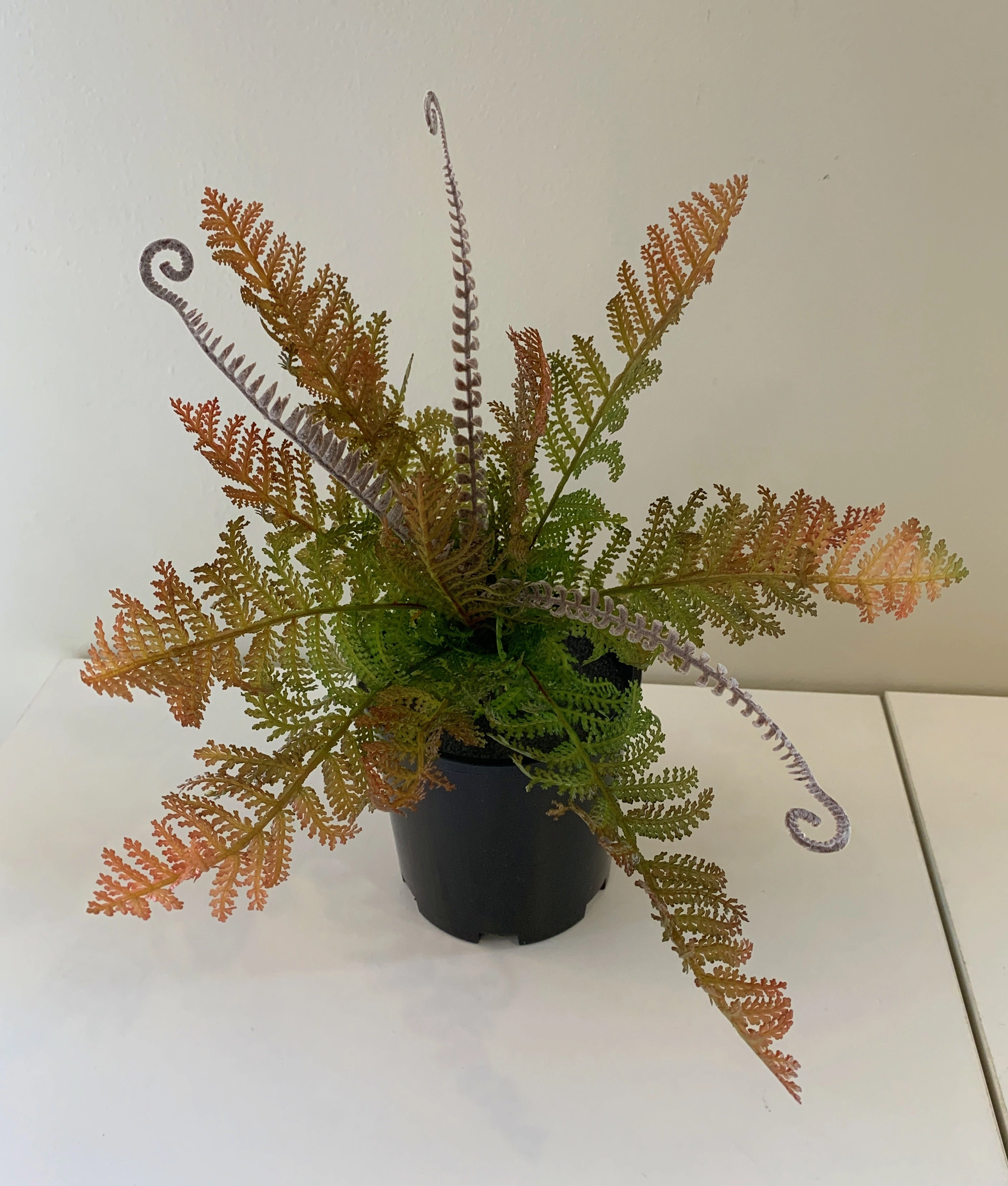 SP0259 Fern with Fronds 34cm 2 Styles