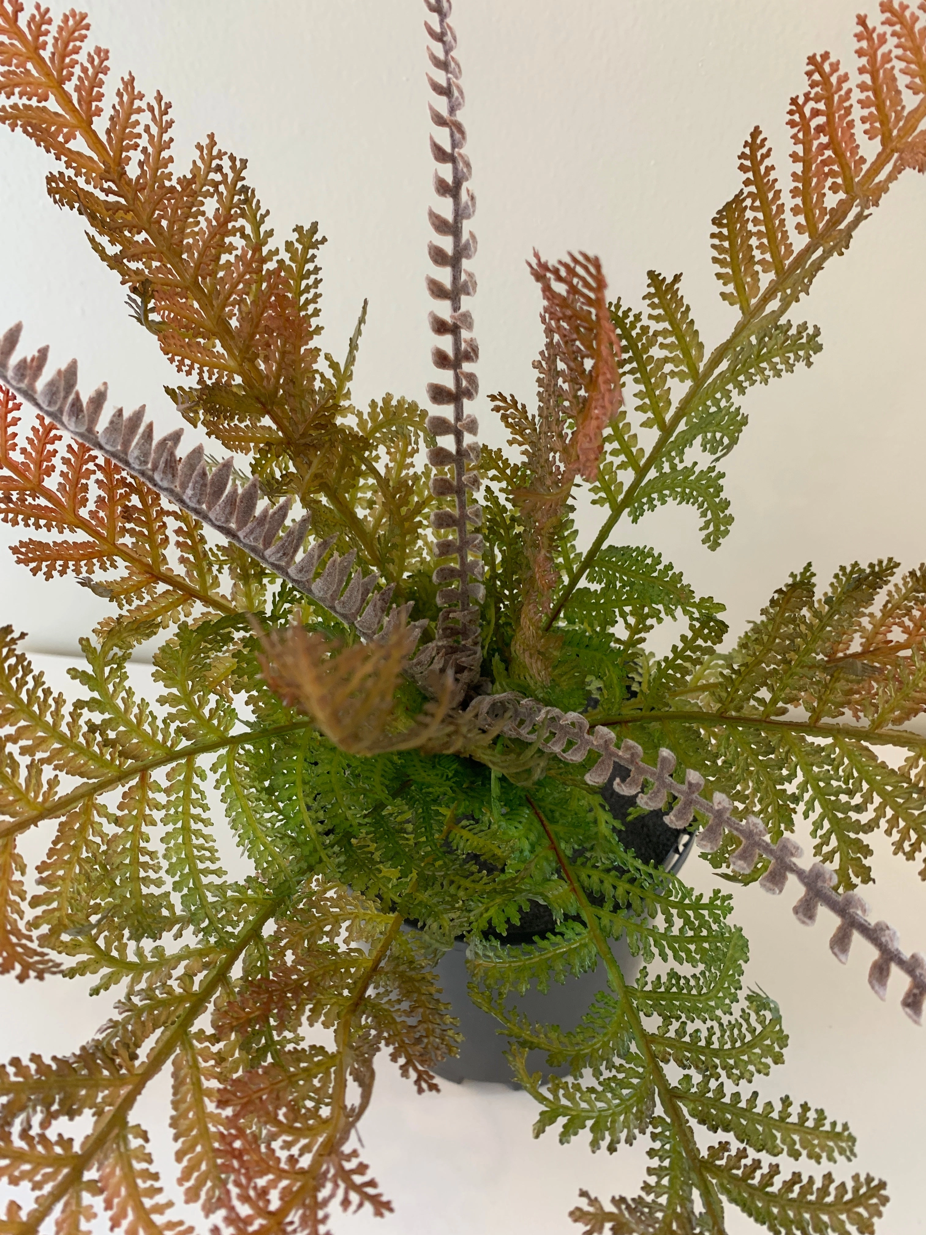 SP0259 Fern with Fronds 34cm 2 Styles